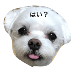 マルチーズのみるくくん