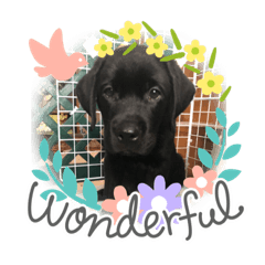 Klaus’s happy days2