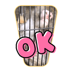 動物園の仲間達だよ