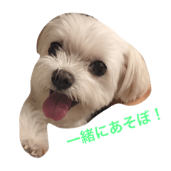 ルルのつぶやき