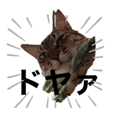 我が家のニャンズ家族増えました編！