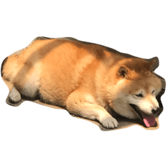 うちのぽっちゃり芝犬 タロウ