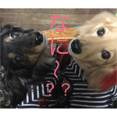 我が家の短足部