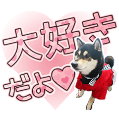 黒柴犬 ♡ 敬語 ♡スタンプ01　豆柴 黒柴