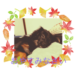 ワンのトワちゃん