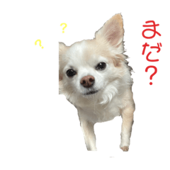 金山家のワンコ