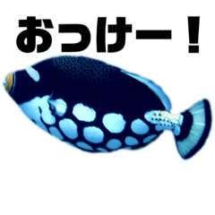 実写！沖縄の生き物