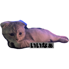 バディちゃんの日常