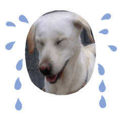 わんわんトレーナー