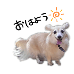 YAMAMOTO家のナナちゃん☺︎