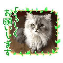 チンチラペルシャ猫のスタンプ1