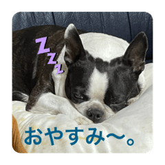 ウチのボステリ君