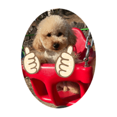 トイプードルのムギです9