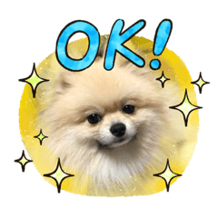 ポメラニアンの日常挨拶