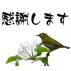 鳥さんたくさんスタンプ