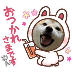 柴犬さくらは、笑う