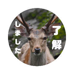 丁寧語も話せるエゾシカのスタンプ