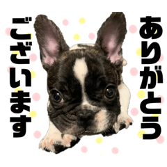 フレブルおもち❤️