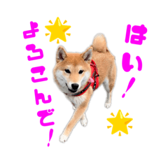 しばいぬぽんず