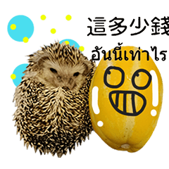 Hedgehog funny cute-12-47