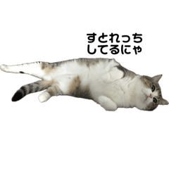 ちょこちゃんののほほん毎日1️⃣