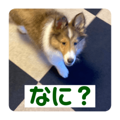 レンレン《シェルティ》