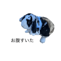 愛犬達による会話