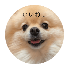 ニコちゃんの一日　第三弾