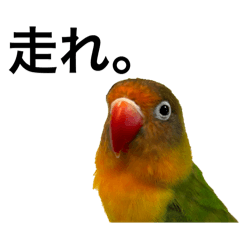 何かと使えるボタンインコのスタンプ