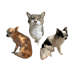 うちの個性派家族たち