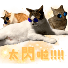 Three Cats' Adventures: Real Edition