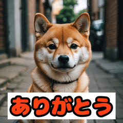 Puppy Emotions 40 Faces of Fun