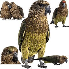 BIG! カカポ　実写