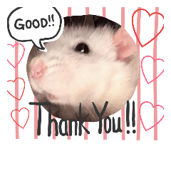 ファンシーラット