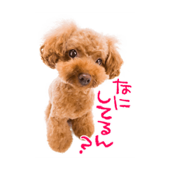 ちょっとだけシュールなトイプードル vol.1