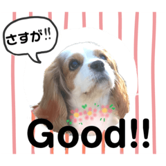 うちのキャバリア 11