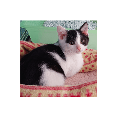 ひとくんすたんぷ40スペシャルありがとう!