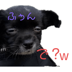 おーちゃん？ぽこ