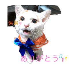 うちのぬこぬこちゃん