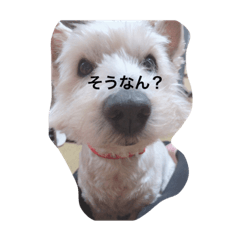 とー吉とチョコのスタンプ