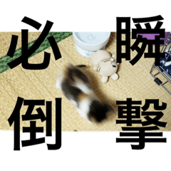 猛将の姫 おこめ