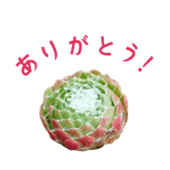 センペルビウムとジョビバルバ