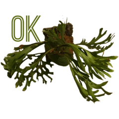 コウモリラン&グレビレア