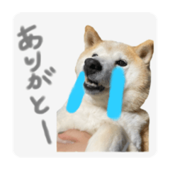 山田さん家の凛ちゃん　part.4