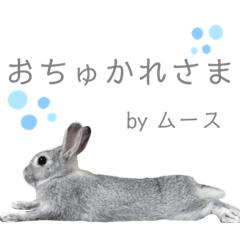 ムースのすたんぷ