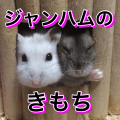 ジャンハムのきもち