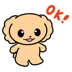 株トイプーのプーちゃん