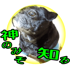 黒パグのドラたん側で3