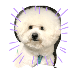 シロ　スタンプ^_^