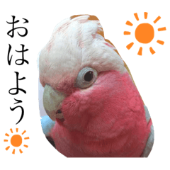 モモイロインコ　スタンプ